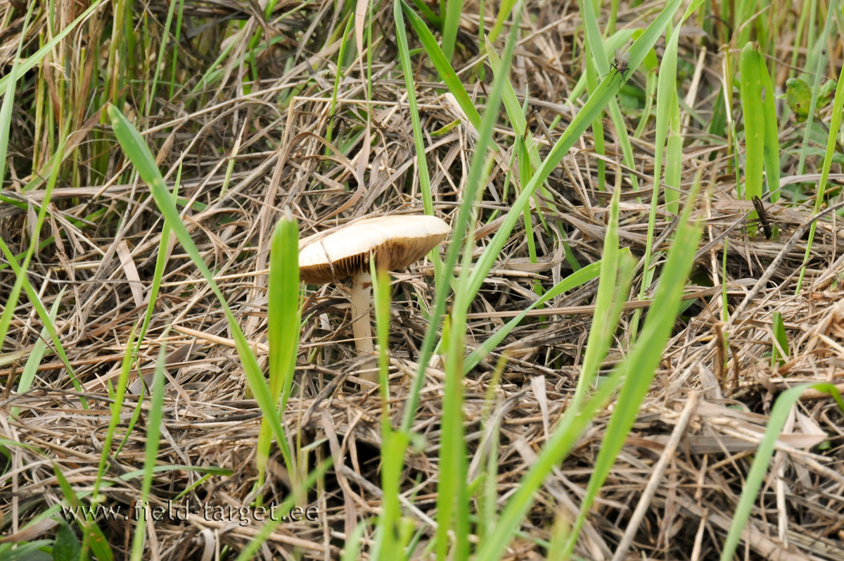 Tähtis orientiir - seen